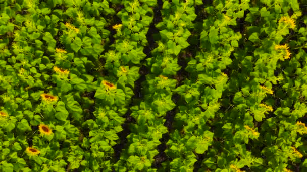 Campo con girasoles en flor . — Vídeo de stock