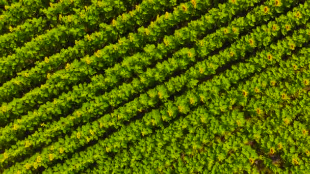 Vliegen boven zonnebloemveld. — Stockvideo