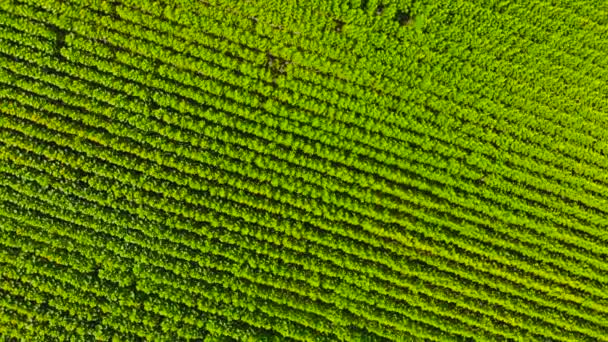 View from above huge field of green plants. — Stock Video