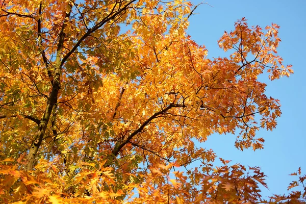 오렌지가 잎과 떡갈나무. — 스톡 사진