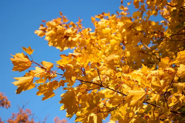 푸른 하늘 위의 황금빛 단풍나무들. — 스톡 사진