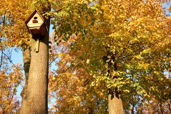 Vogelhuisje hangend aan een herfstboom in een bos. — Stockfoto