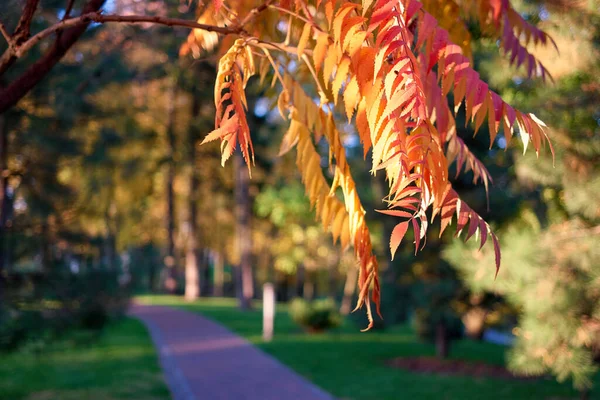 Jesienna gałąź drzewa jarzębiny. — Zdjęcie stockowe