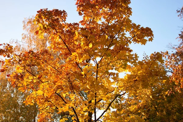 황금빛 황토색 단풍나무. — 스톡 사진