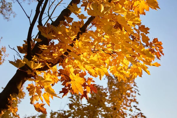 황금빛 잎이 달린 단풍나무가 가까이 있다. — 스톡 사진