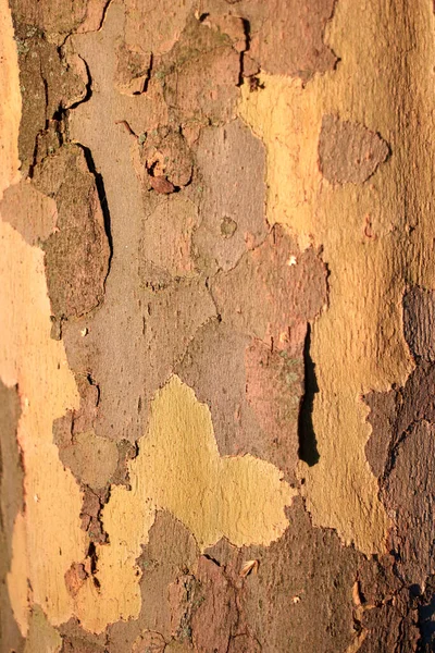 Vieille texture d'écorce d'arbre séchée . — Photo