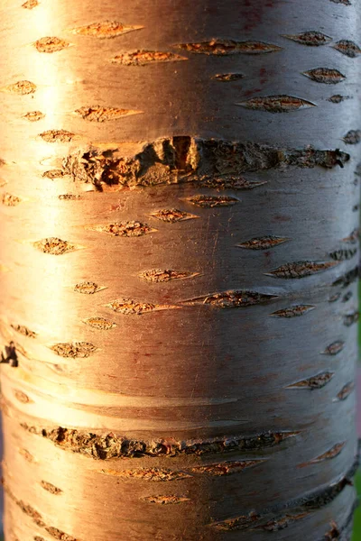 Birch tree textuur. — Stockfoto