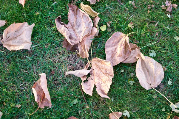 Close up dry brown leaves on the grass.