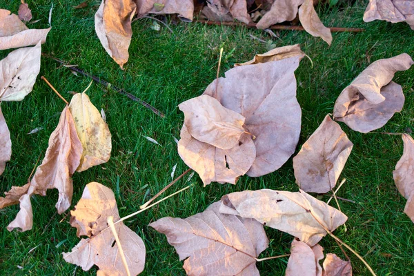 Herbsttrockene Blätter auf grünem Gras. — Stockfoto