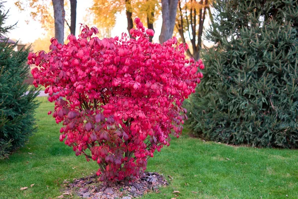 Buisson d'automne aux feuilles rouges . — Photo