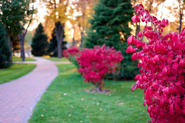 Zamknij krzak z jasnoczerwonymi liśćmi w parku miejskim. — Zdjęcie stockowe