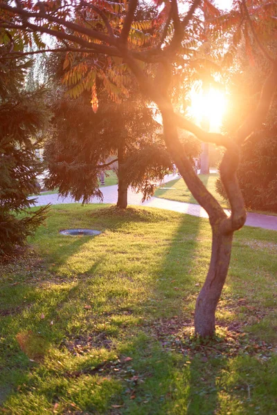 Luz do sol brilhante da manhã através das árvores do parque da cidade . — Fotografia de Stock