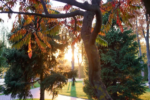城市公园树木和日出晨光. — 图库照片