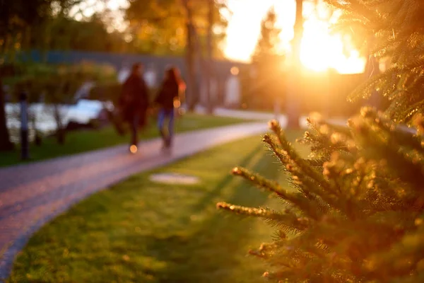 Heldere eveing zonnestralen op dennenbomen takken. — Stockfoto