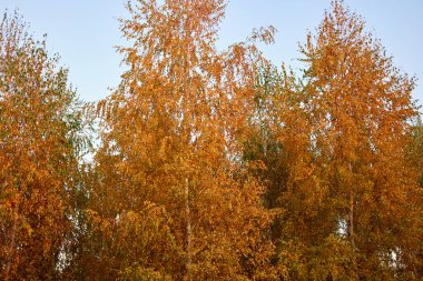 Altın sonbahar yapraklı huş ağaçları.