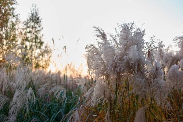 Белые травы . — стоковое фото