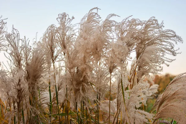 Unique soft tall brown grass, close up. — Stock Photo, Image
