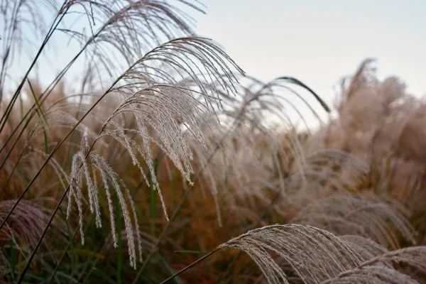 Белая фонтанная трава . — стоковое фото