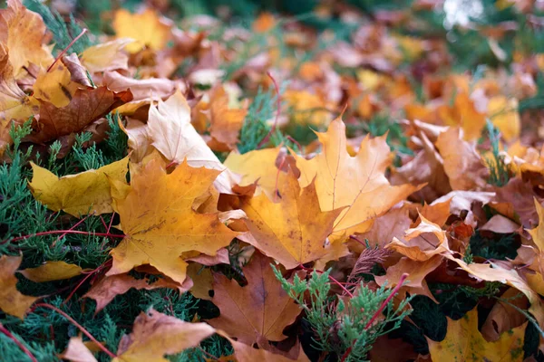 Pilha de folhas de bordo douradas outonais em um galho de pinheiros . — Fotografia de Stock