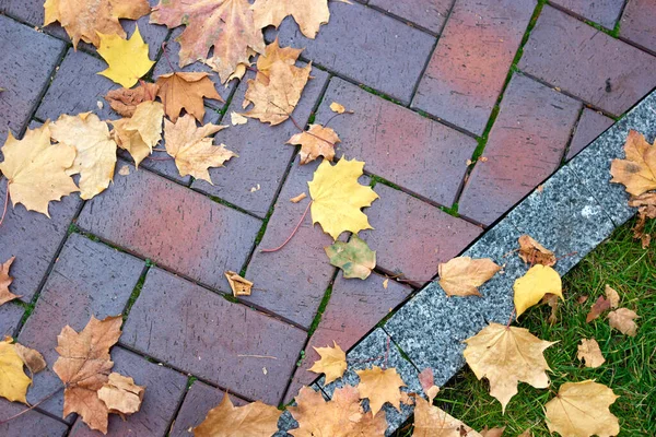 Folhas de bordo outonal secas em uma calçada de passarela . — Fotografia de Stock