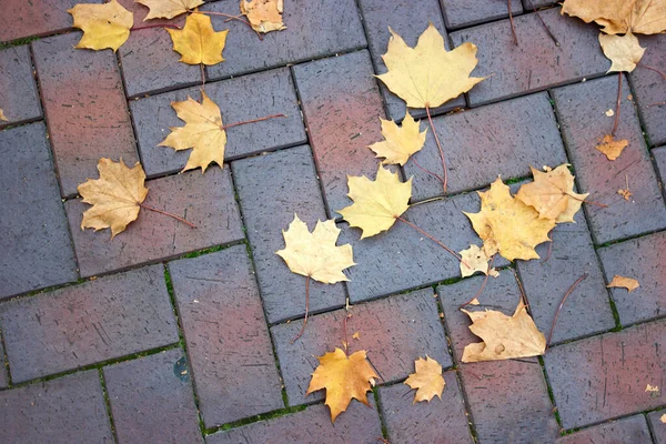 Folhas de bordo espalhadas em uma calçada de paralelepípedos . — Fotografia de Stock