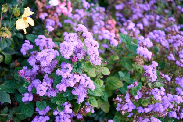 Bush aus lila Aster-Blüten. — Stockfoto