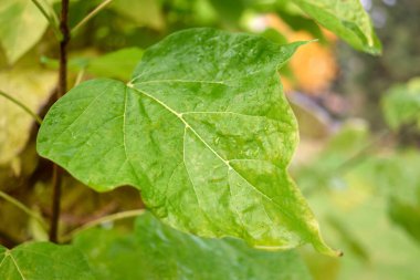 Islak yeşil yaprağı su damlalarıyla kapatın..