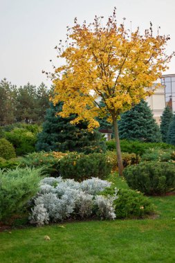 Ardıç ve çam çalıları.