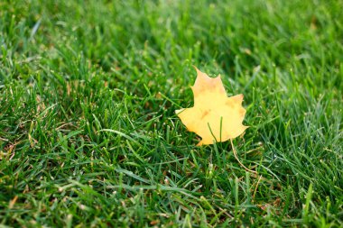 Yeşil çimenlerin üzerinde tek sarı akçaağaç yaprağı.