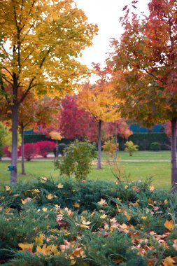 Yeşil çalılıklarda düşen akçaağaç ağaçları.
