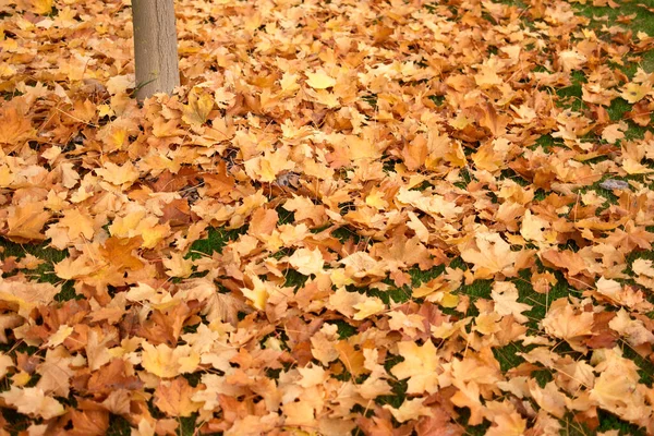 许多秋天落下来的金黄色叶子. — 图库照片