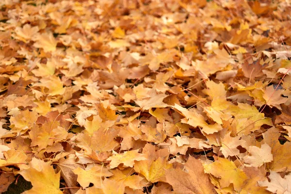 Fechar grande pilha de folhas de bordo amarelas caídas . — Fotografia de Stock