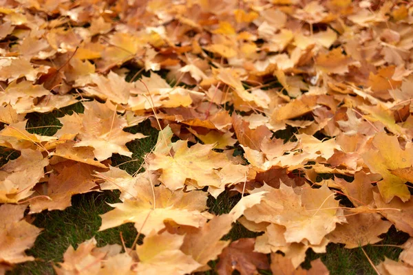 Folhas de bordo caídas no outono . — Fotografia de Stock