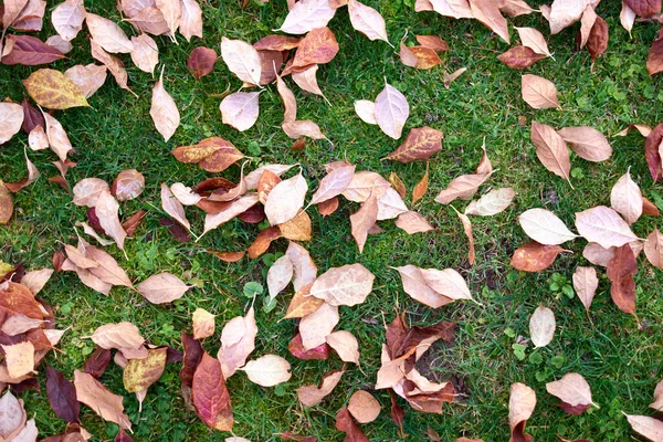 Textura de folhas secas caídas na grama verde . — Fotografia de Stock