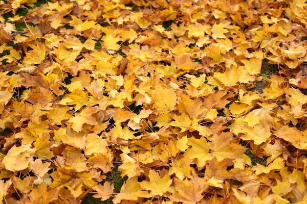 Pilha de folhas de bordo douradas . — Fotografia de Stock
