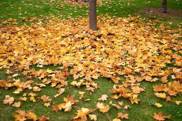 Folhas de ácer caíram sobre a grama verde . — Fotografia de Stock