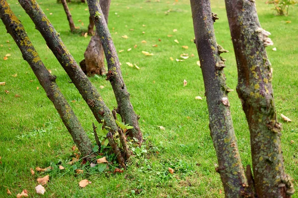 Bäume auf grünem Rasen mit Flechten und Moos. — Stockfoto