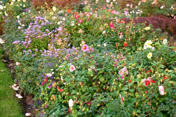 Wildblumen im Garten anbauen. — Stockfoto