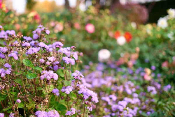 Konzentrierte lila Aster-Blüten in einem Garten. — Stockfoto