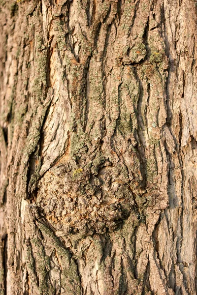 Textura de corteza de árbol viejo. — Foto de Stock