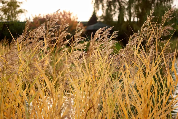 Autumnal golden reeds near the lake. — Stock Photo, Image