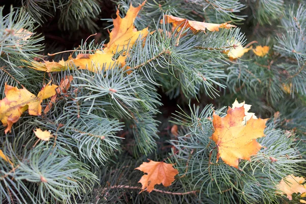 Foglie d'acero gialle su un pino . — Foto Stock