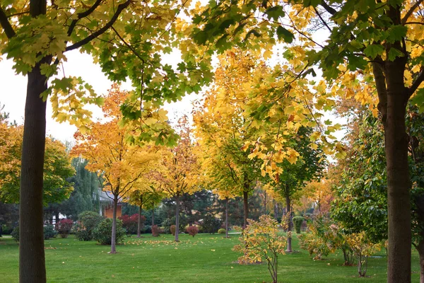 公园树木，绿叶和黄叶. — 图库照片