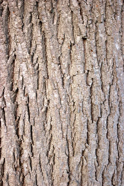 Corteza de árbol textura de madera . — Foto de Stock