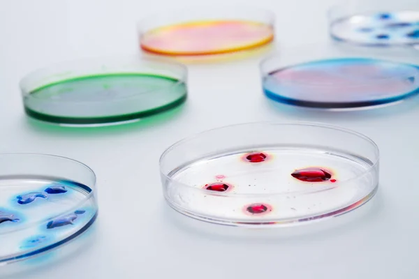 Płytki laboratoryjne Petri z różnymi kolorowymi cieczami. — Zdjęcie stockowe