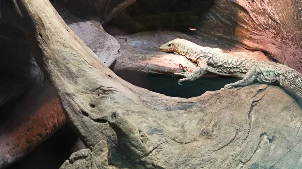 동물원에서 휴식을 취하고 있는 백조 도마뱀. — 스톡 사진