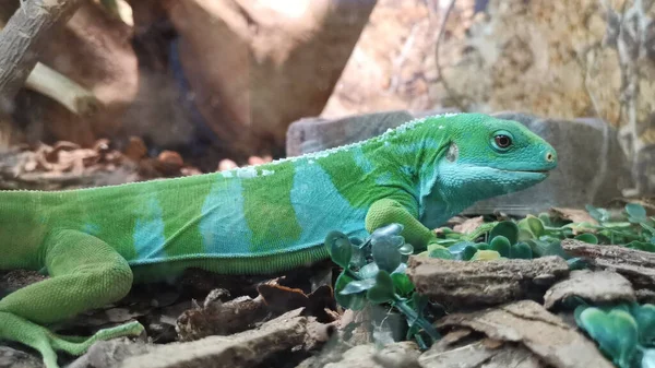 Lagarto bicolor listrado incrível, vista lateral . — Fotografia de Stock