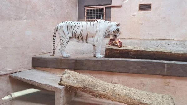 Weißer Tiger genießt leckeres Fleisch. — Stockfoto