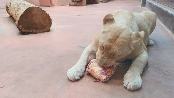 La lionne déchire de la viande fraîche crue . — Photo