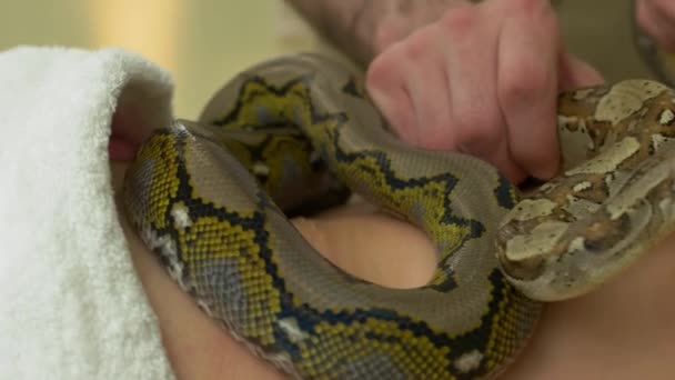 Κοντινό μεγάλο φίδι σέρνεται στο γυναικείο σώμα. — Αρχείο Βίντεο